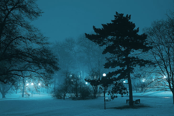 photography of park during nighttime