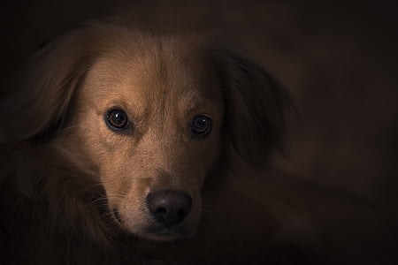 focused photo of long-coated brown puppy