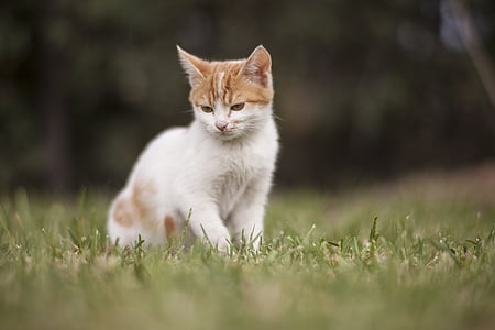 selective photography of orange tabby kitten