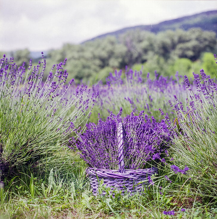 selective focus photography of lavender flower field