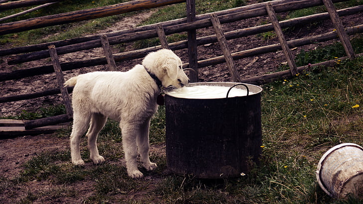 golden retriever puppy during daytime