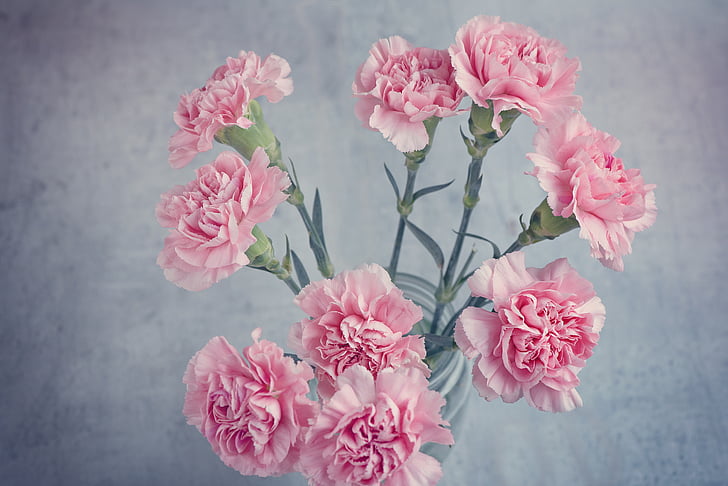 pink carnations centerpiece close up photo