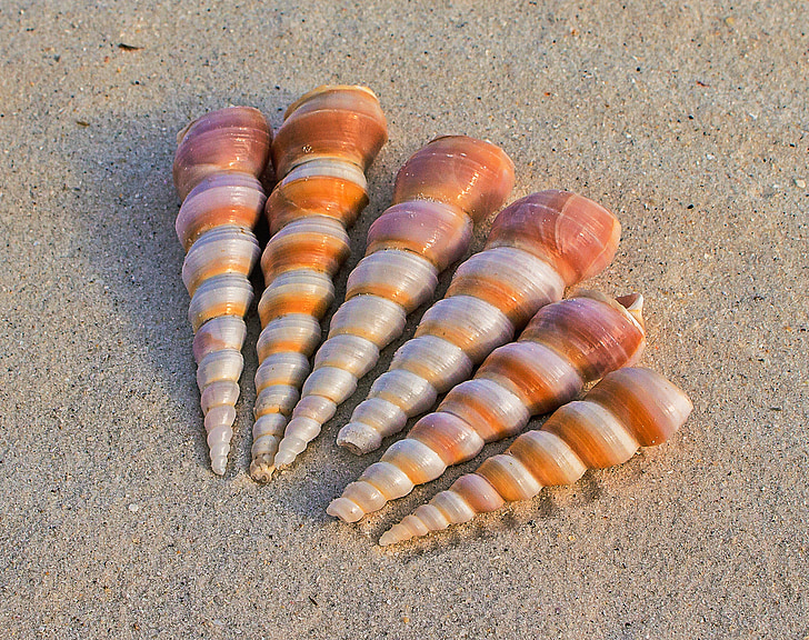six brown-and-grey seashells on brown sand