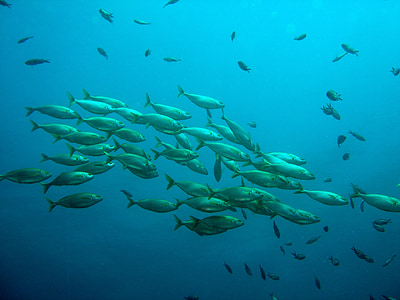 underground photography of shoal of gray fishes