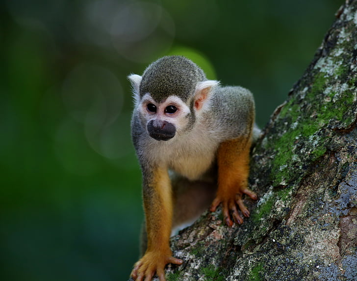 selective focus photography of primate on tree branch