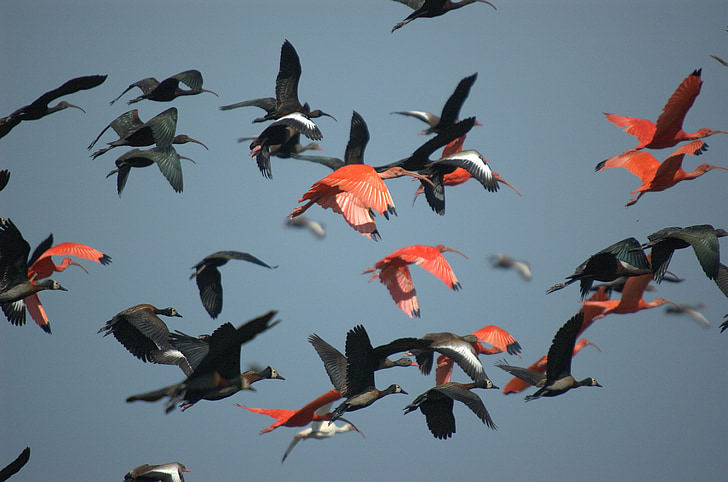 flock of red and black birds flying