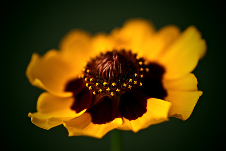 yellow petal flower in macro photography