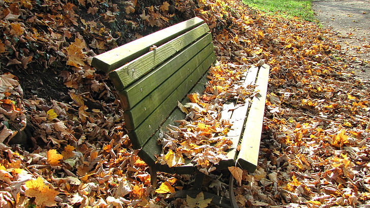 gray wooden bench surrounded by dried leaves