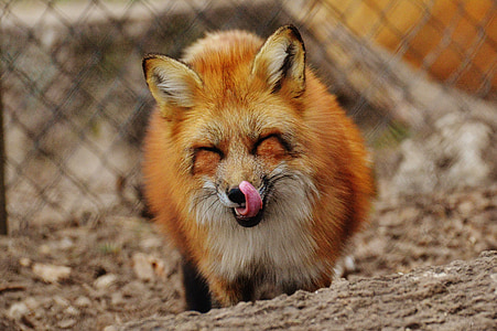 selective focus photography of red fox