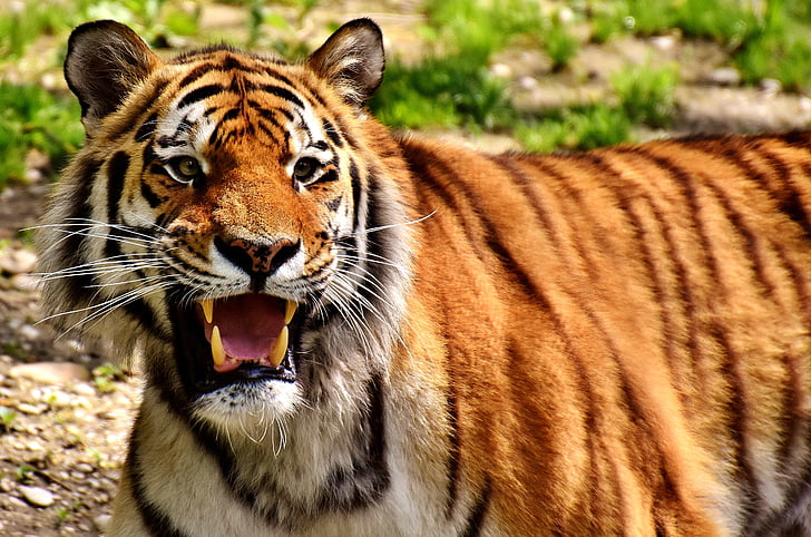 selective focus photography of adult tiger
