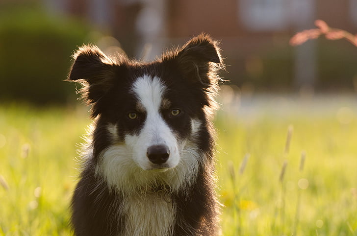 adult black and white border collie on grass field during day