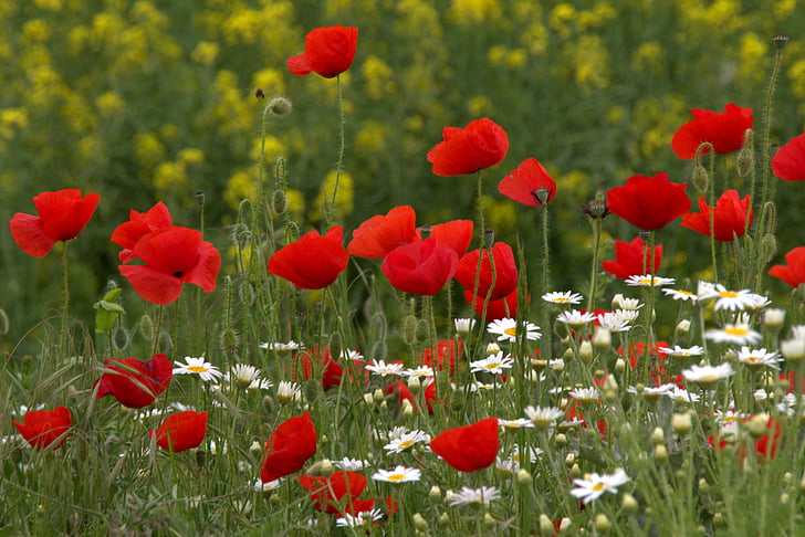bed of poppy and daisy flowers