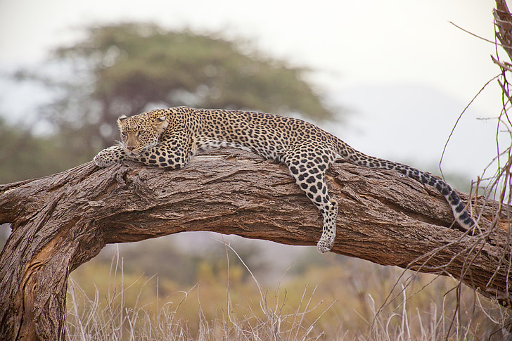 black and brown leopard on brown branch