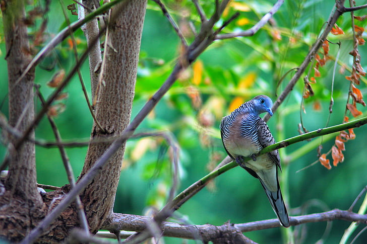 shallow focus photography of gray and blue bird