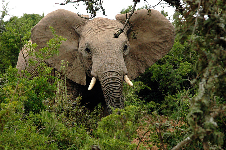 photo of elephant beside tree