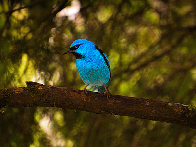 blue and black bird on branch at daytime