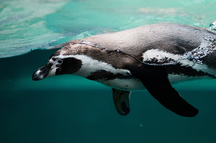 white and black penguin under water