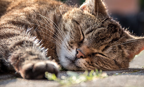 closeup photo of short-fur tan cat lying on gray concrete pavement