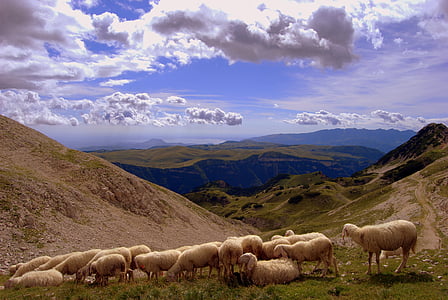 herd of sheep on mountains