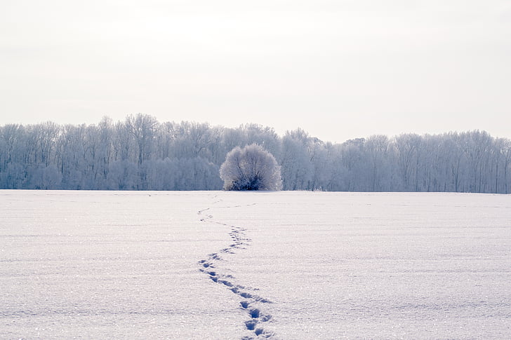 photo of snow coated open field near tree at daytime