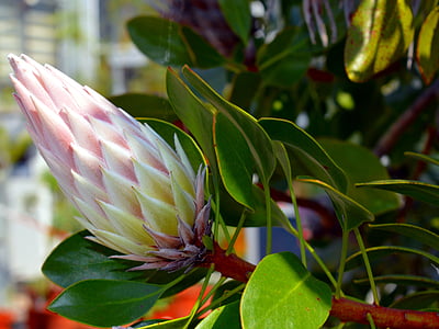 pink protea flower bud in close up photography