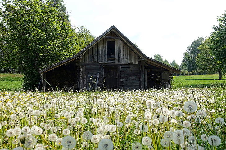 black and gray wooden house surrounded by white petaled flower s