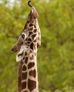 giraffe looking up with outstretched tongue