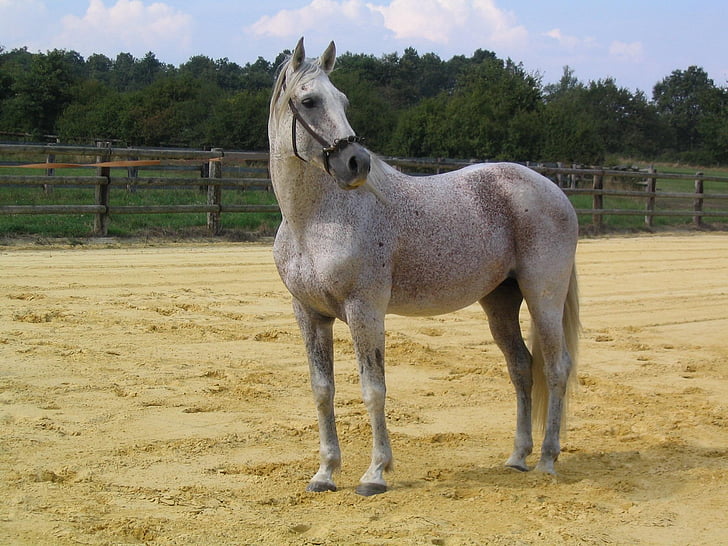 gray horse on brown sand during daytime