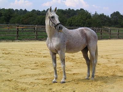 gray horse on brown sand during daytime