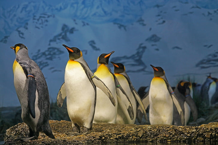 herd of emperor penguins