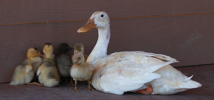 white duck with ducklings