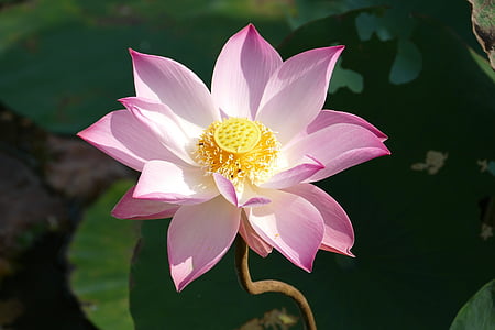 shallow focus photography of white and pink lotus flower