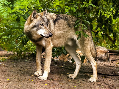 gray wolf under a tree photo near a pack