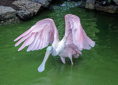 pink and white long-beak bird on body of water