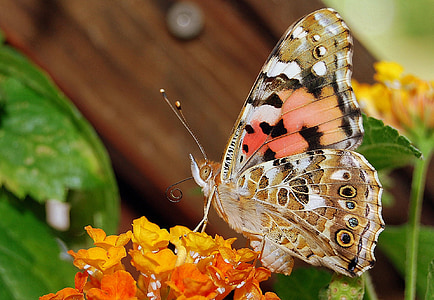 brown, black, and orange butterfly perched on orange and yellow petaled flowers