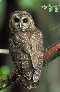 brown owl on red branch