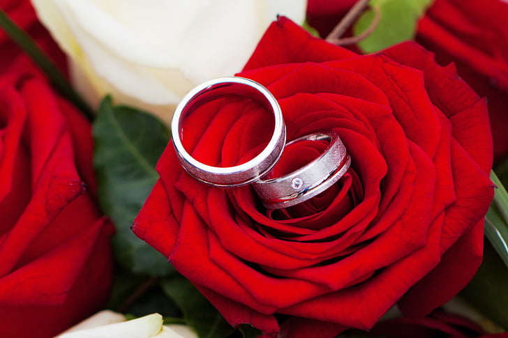 two silver-colored rings on red flower