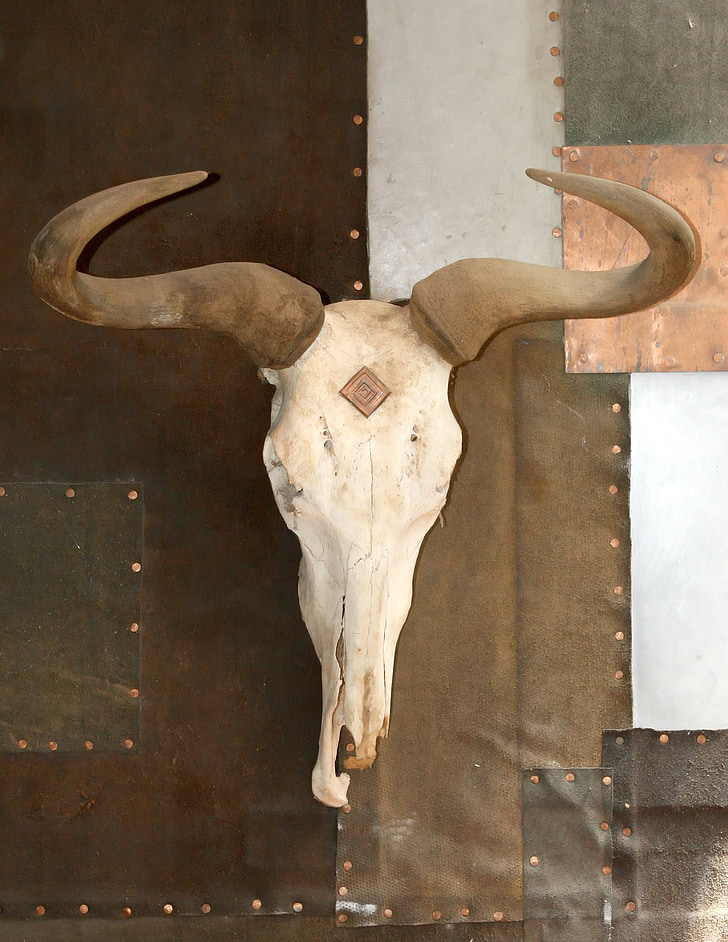 photo of animal skull