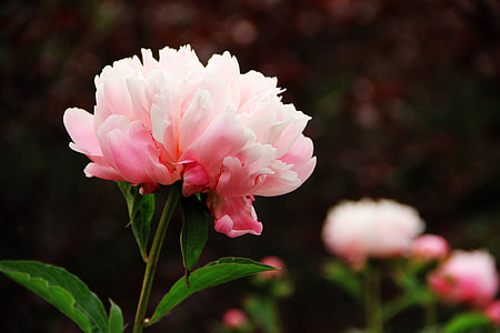 pink and white peony selective-focus photography at daytime