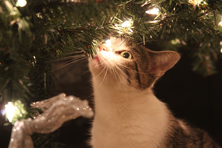 photo of cat near Christmas tree