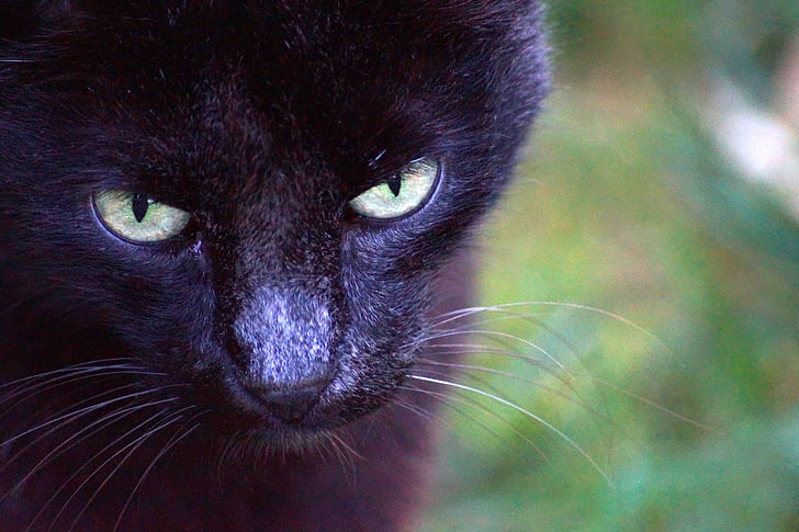 close-up photo of black cat