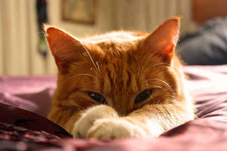 orange Tabby cat laying on red textile