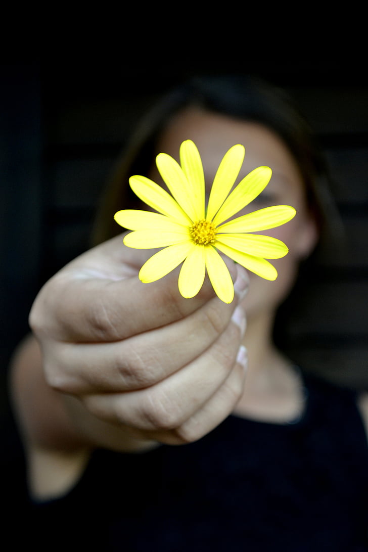 woman holding yellow osteospermum flower