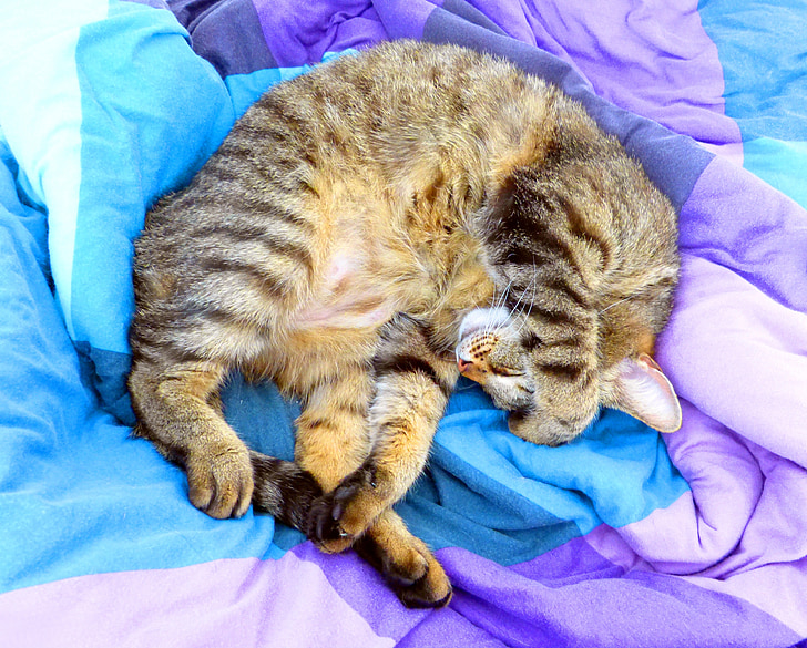 silver tabby cat lying on purple and teal textile
