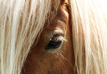 brown horse in close-up photography