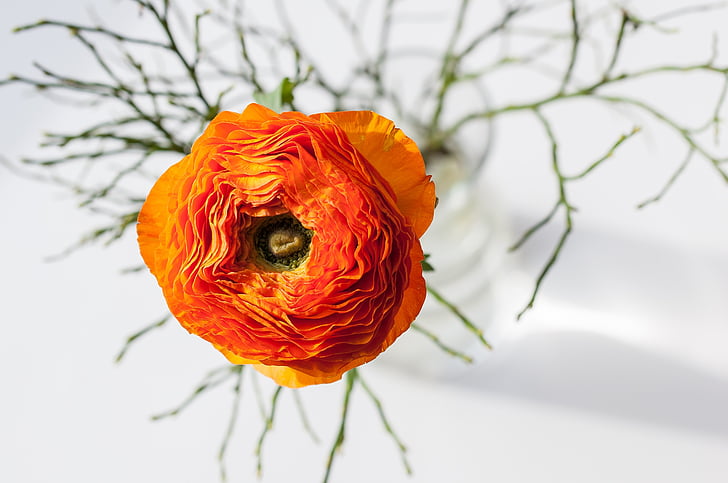 shallow focus photography of orange flower