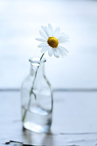 white daisy flower in glass bottle