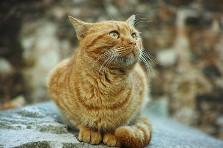 orange Tabby cat