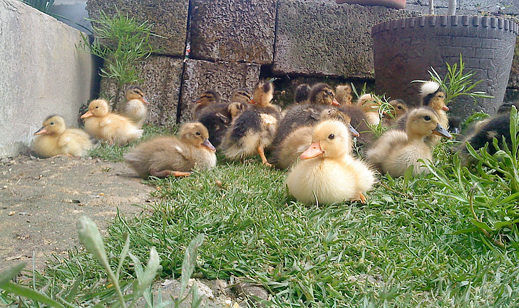flock of ducklings on grass