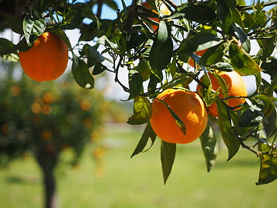 focus photography of orange fruit